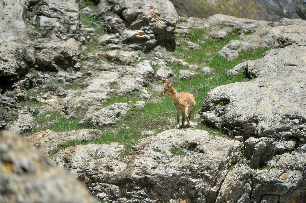 Tunceli'de yaban hayat görüntülendi 